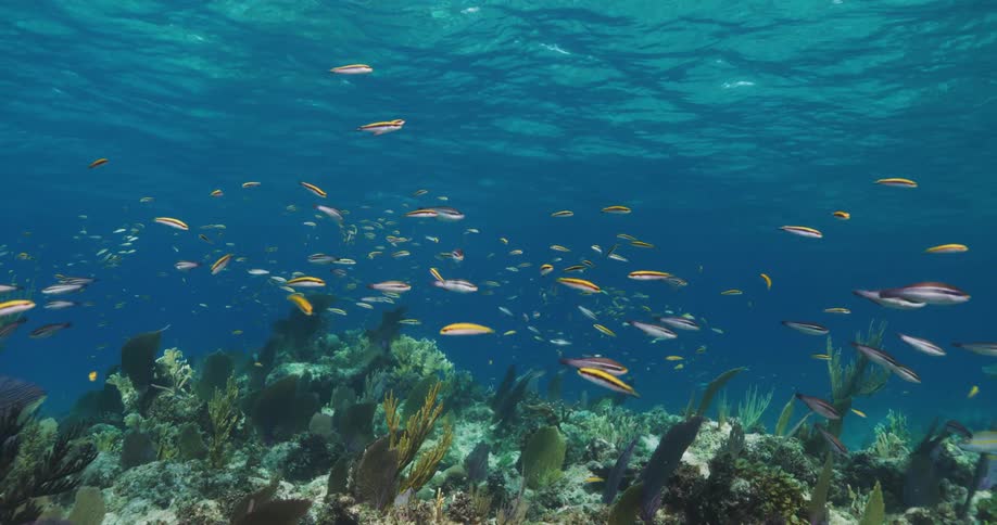 An underwater view of a school of small fish near a coral