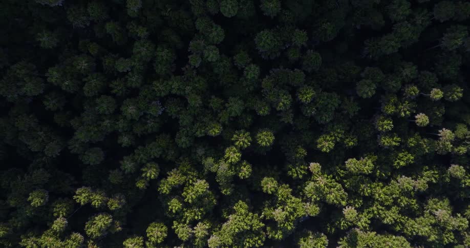 Aerial of dense forest trees lit up by the sun