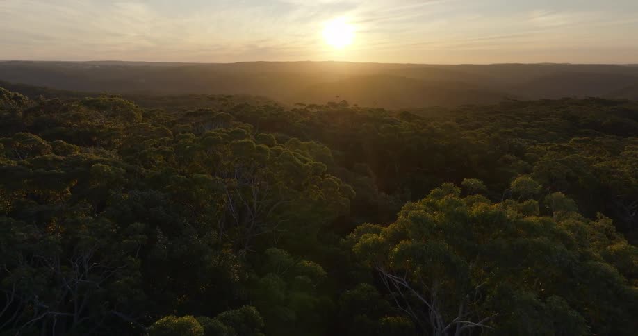 Aerial view of the green canopy of a forest at sunset