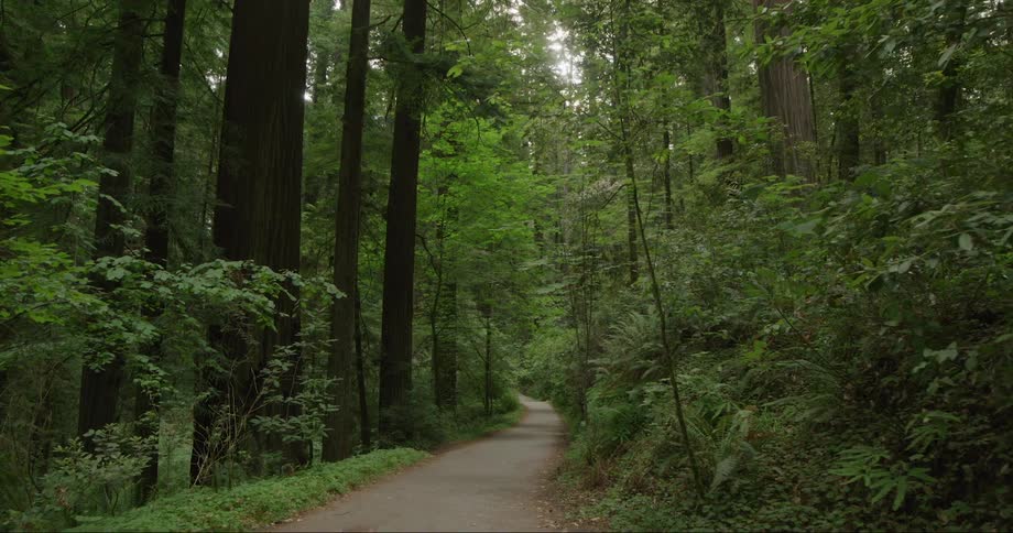 A dirt path in a dense forest of large trees and plants