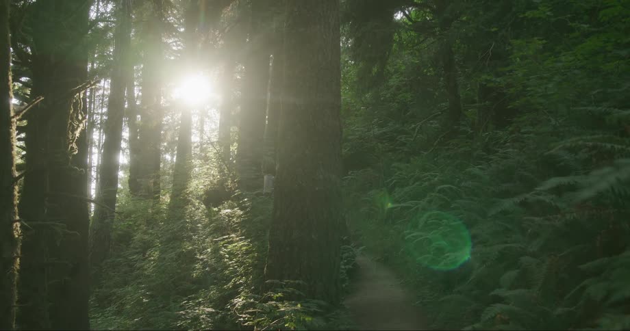 A path in the middle of the dense forest