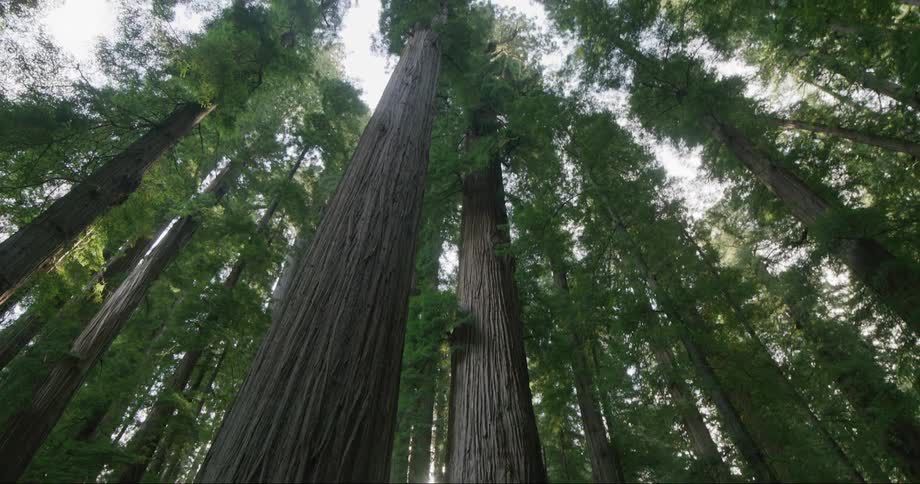 Redwood trees stand tall in a forest as the sun shines in the distance