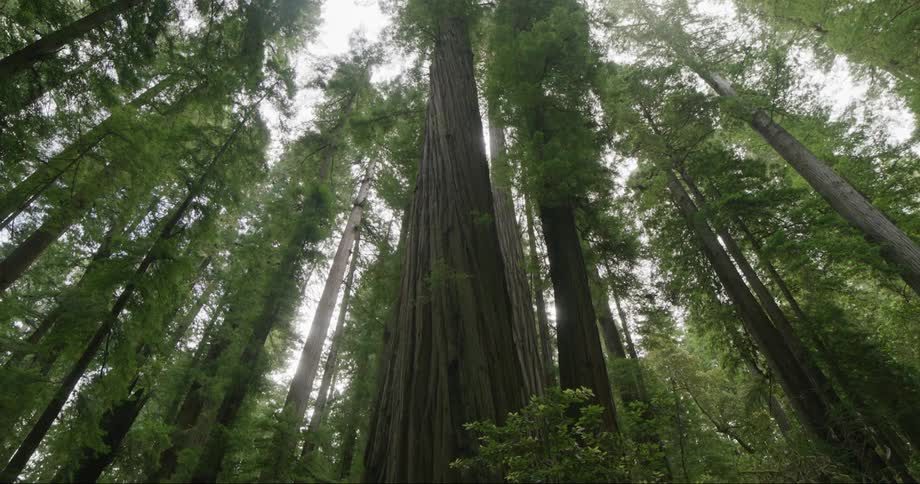 A forest of huge trees and thick stems