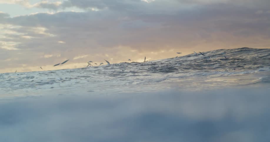 Fish jumping out of the ocean and over a wave