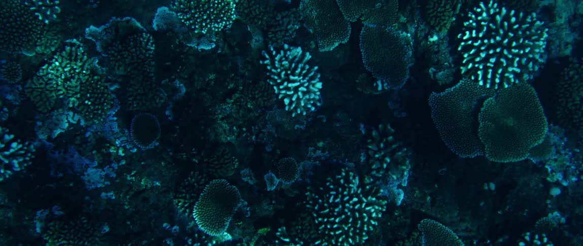 A deep water coral reef