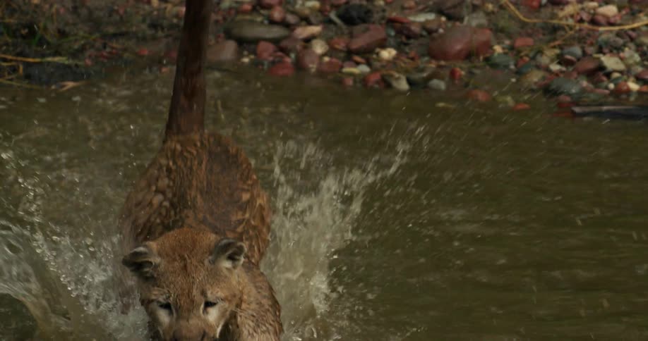 A mountain lion pounces into a stream