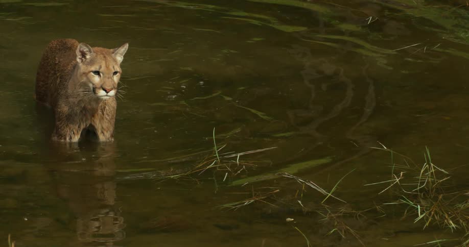 A mountain lion standing in a pond