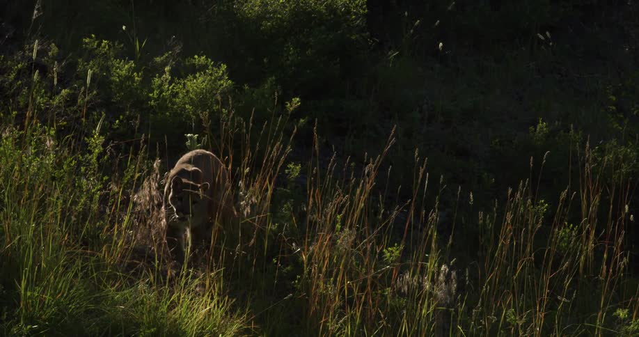 A mountain lion hunting in the forest during the day