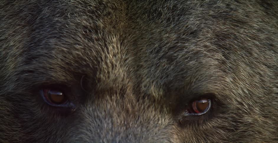 Extreme closeup on the face of a grizzly bear