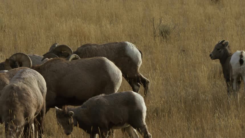 Group of bighorn sheep walk through a grassland