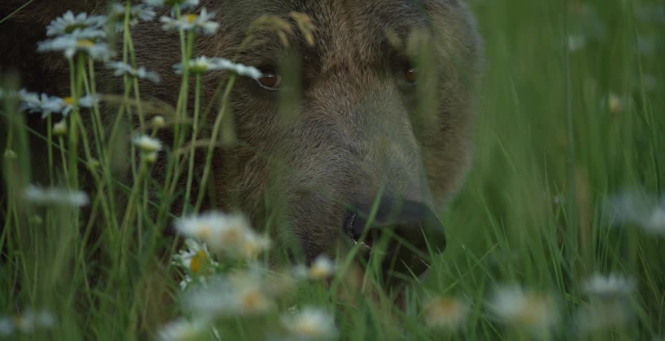 A grizzly bear eating grass and flowers