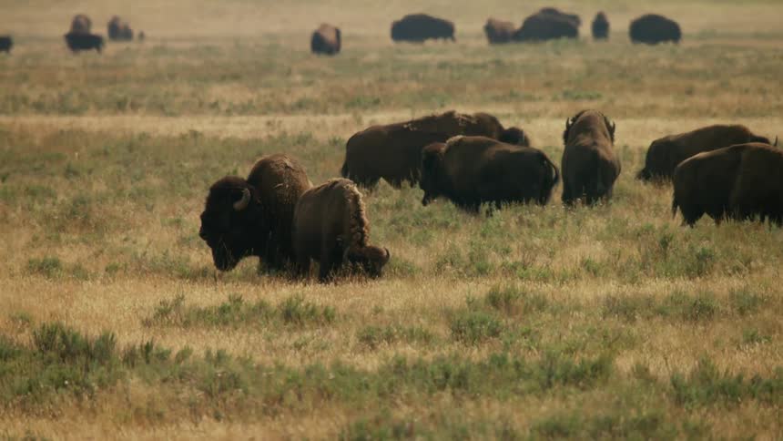 A heard of buffalo grazing in a field