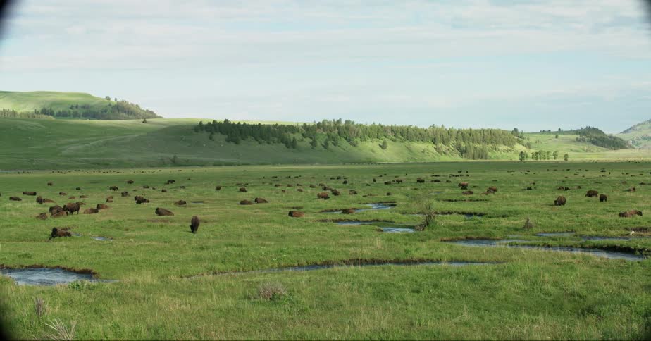 A herd of buffalo in a field feeding and resting near a small river