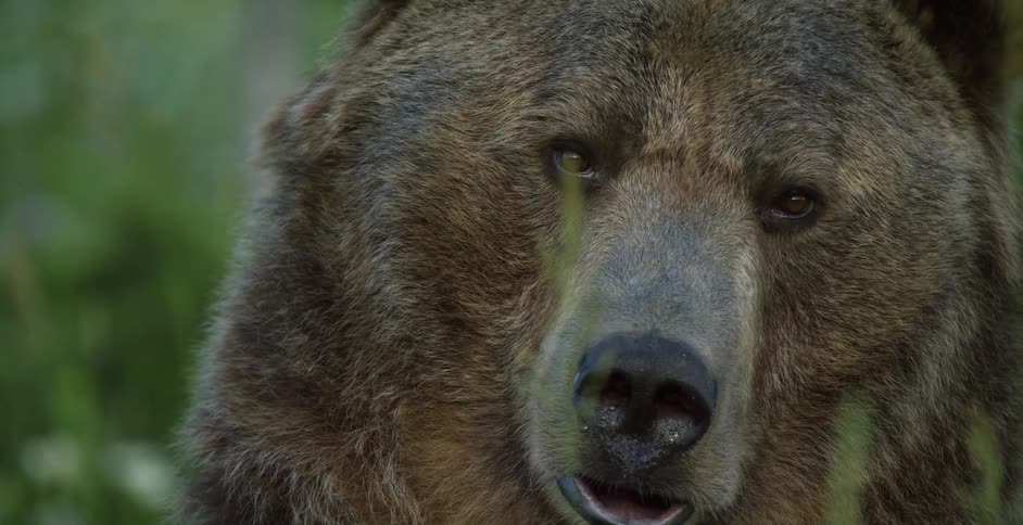 A grizzly bear sniffing and licking
