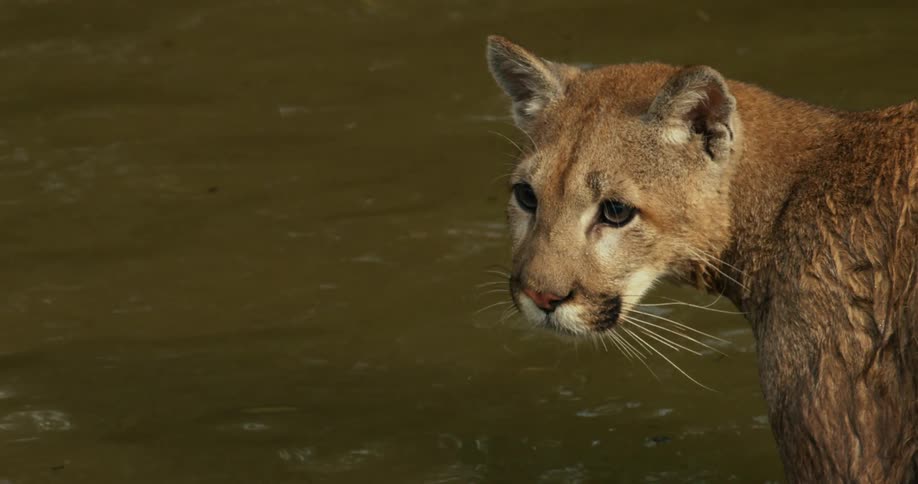 Mountain lion stands in murky water