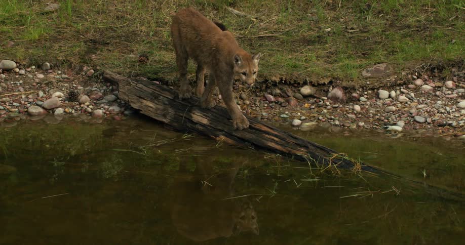 Mountain lion walks across fallen tree trunk in stream
