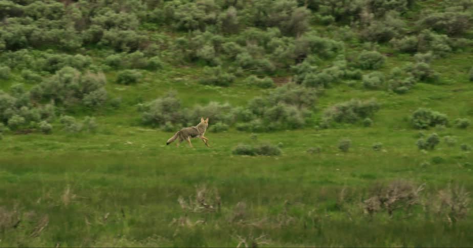A coyote running in a meadow during a cloudy day