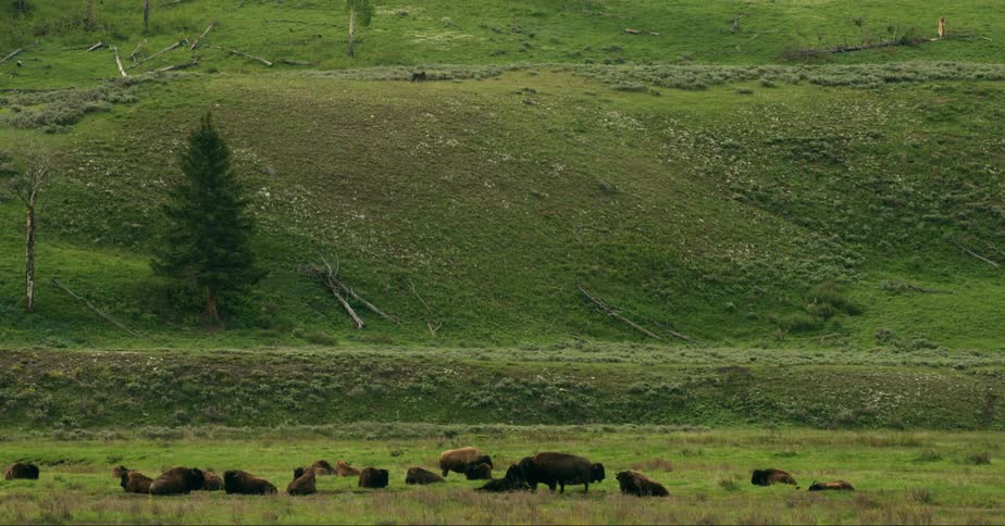 A herd of bison resting on a valley floor with a wolf wandering above them
