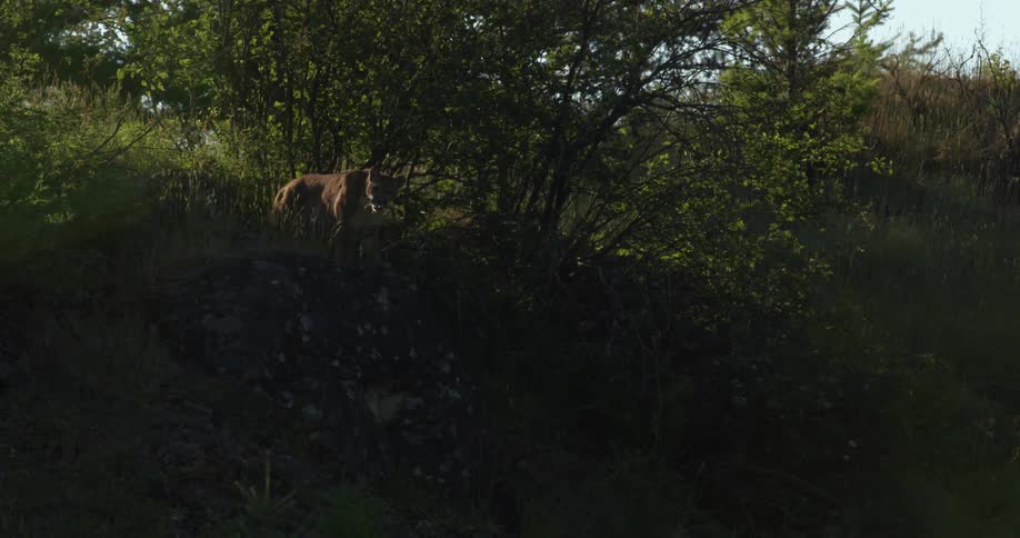Mountain lion stands near tree on slope and stares