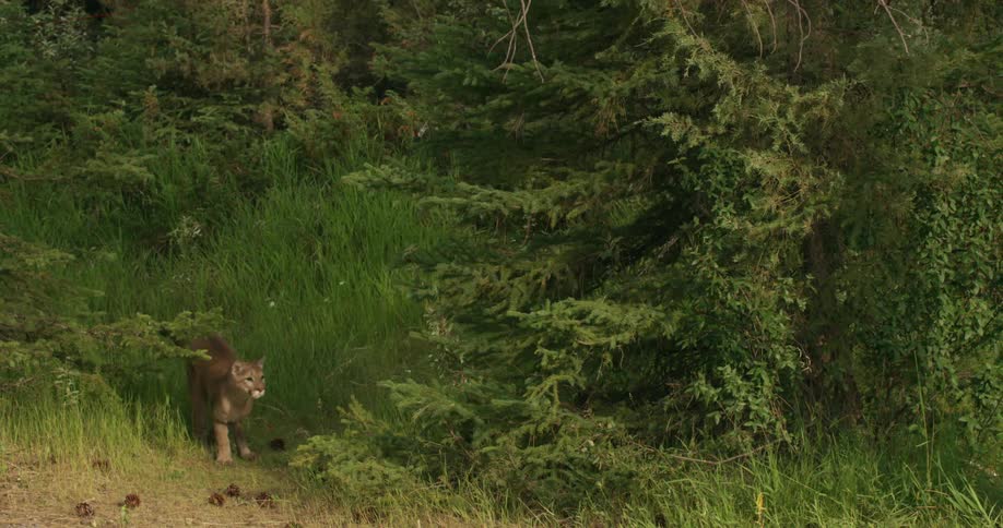 A mountain lion running in the heart of a forest