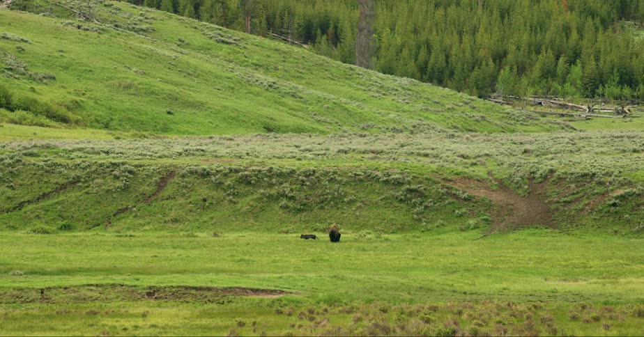 A wolf passes a bison as it walks across grassy valley