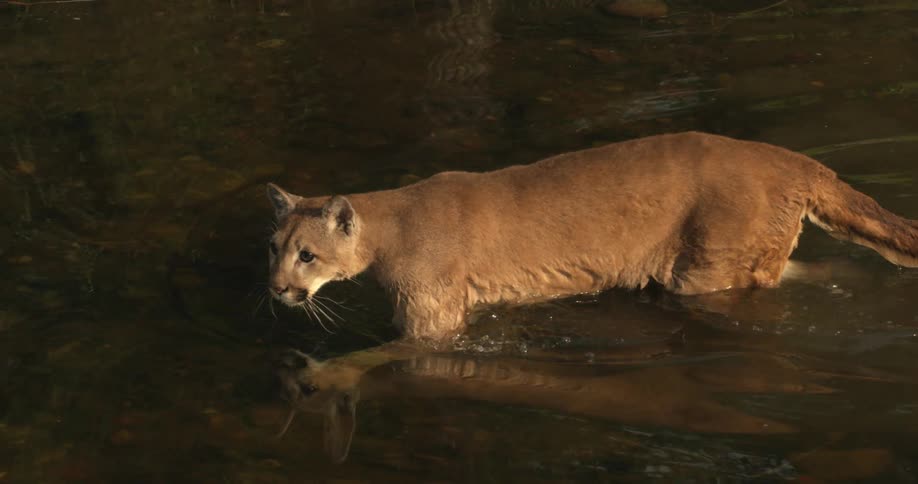 A mountain lion walks slowly across a river during the day