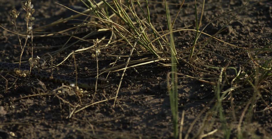 A bull snake moving on land through withered plants