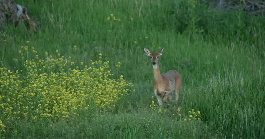A curious deer in a field with wildflowers