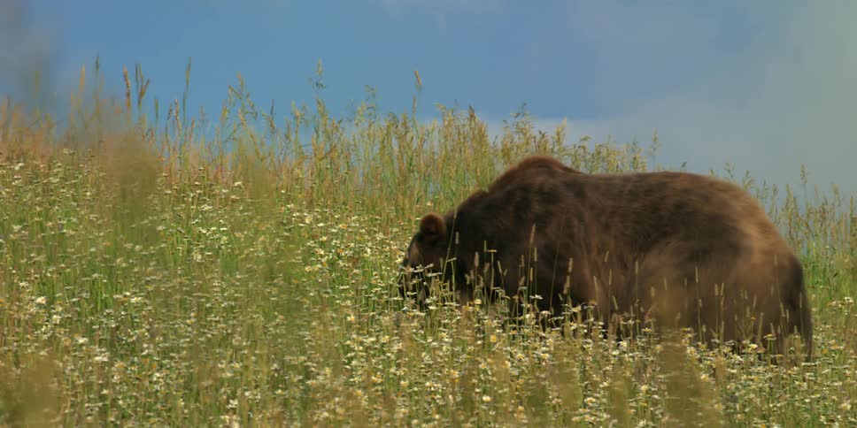 A Grizzly bear walks across a flower meadow during the day