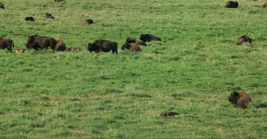 A coyote walking next to bison in a prairie