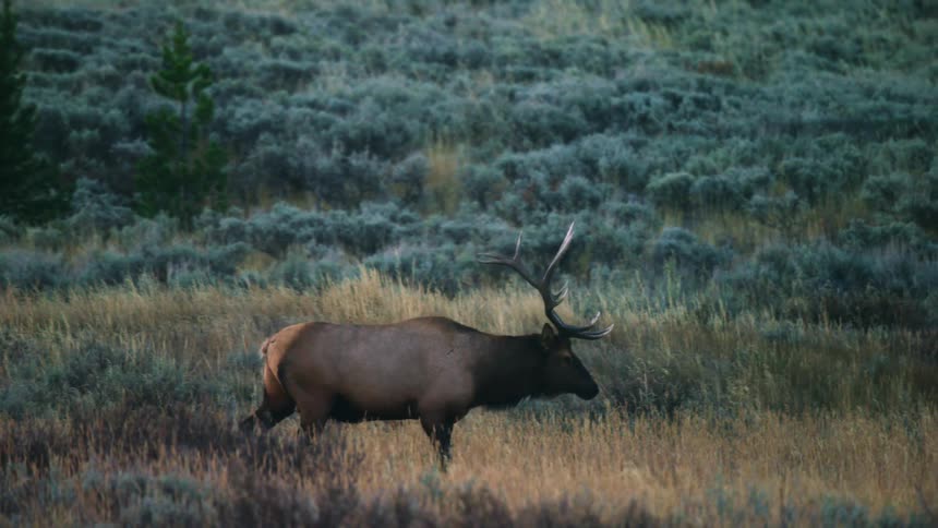 An elk walking in a meadow on a cloudy day