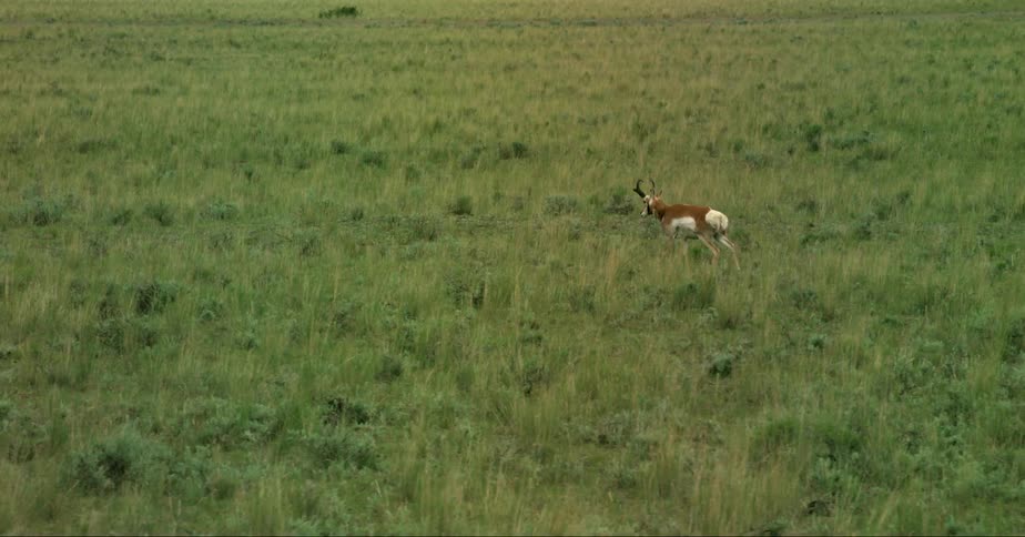 A pornghorn walks across a grassland