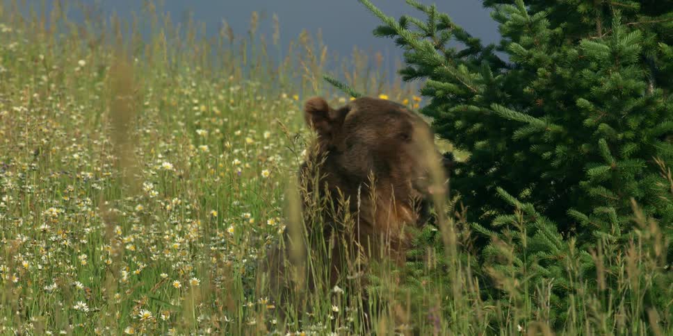 A grizzly bear sits in flowery meadow near pine tree