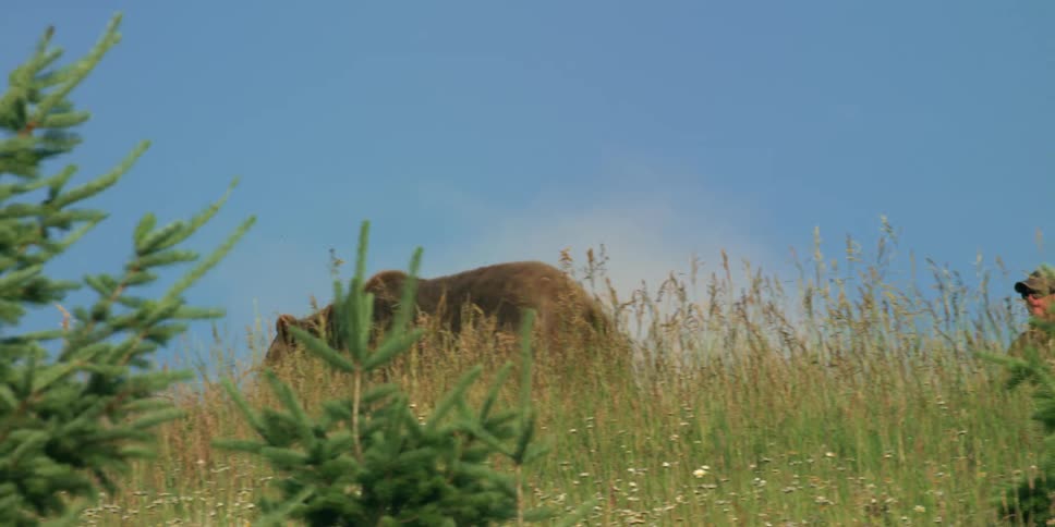 grizzly bear walks in the meadow on a sunny day