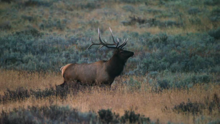 A bull elk trots through field