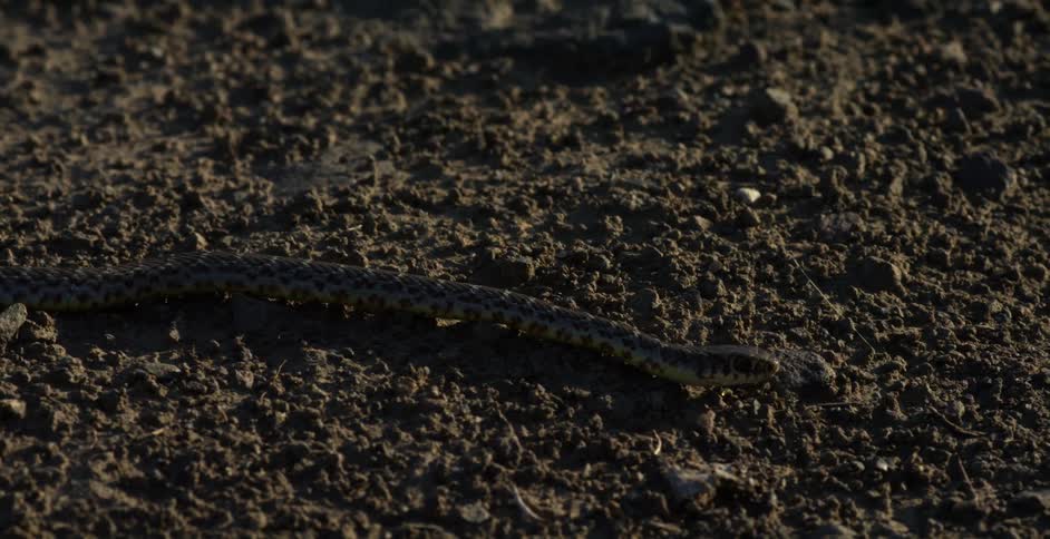 A bull snake slithering