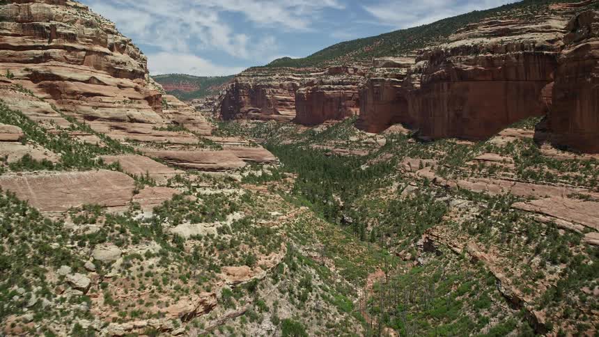  aerial footage flying low over trees and vegetation in Arch Canyon Utah showcasing the breathtaking natural landscape on a sunny day in the Southwest United States