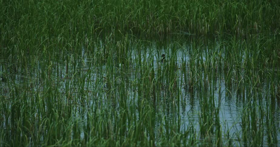 A couple of ducks swimming on the dense vegetation in a swamp