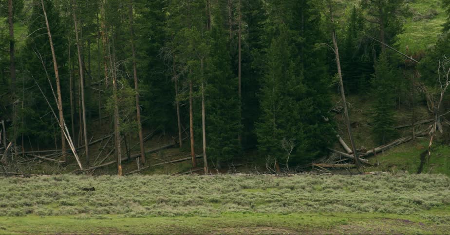 A wolf walking through a field with a forest in the background