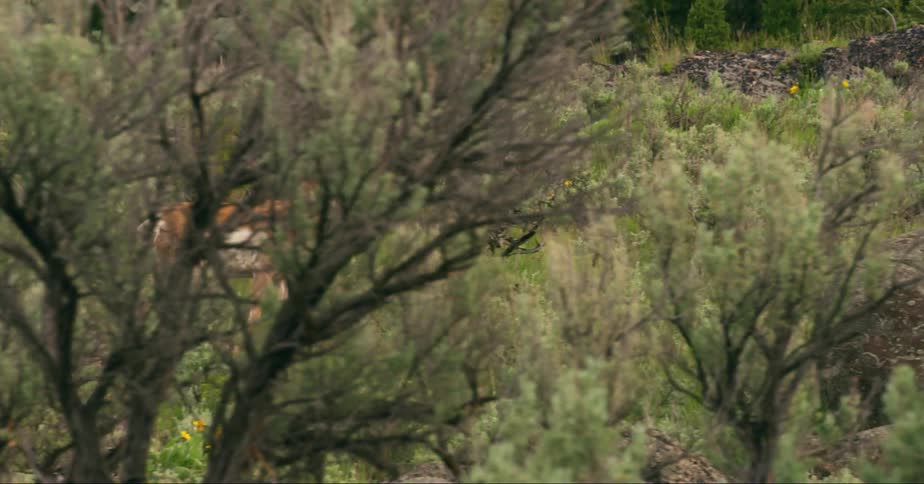 An antelope walking in a landscape grazes in the forest