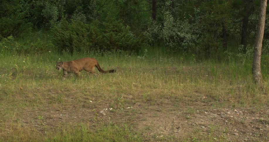 A mountain lion stalking in a field of grass