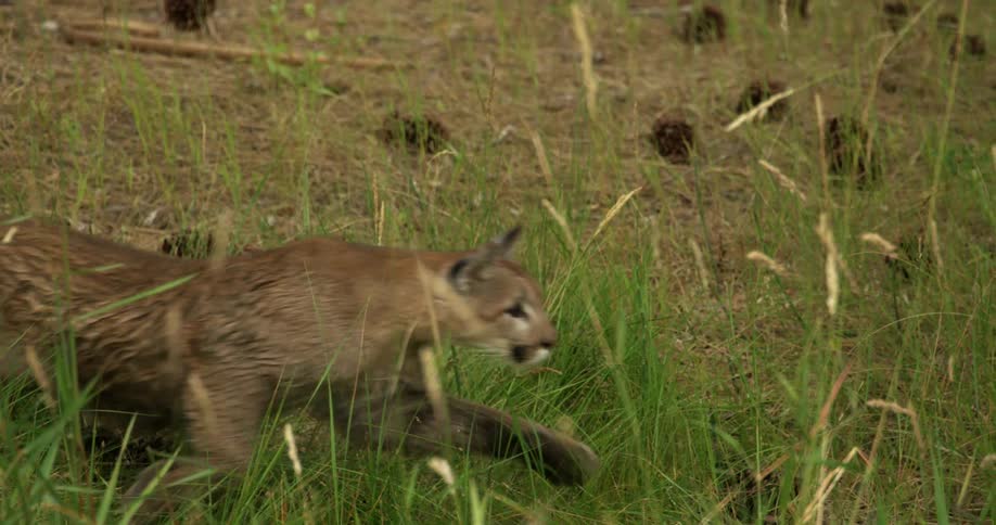 A mountain lion jumping out of the grass