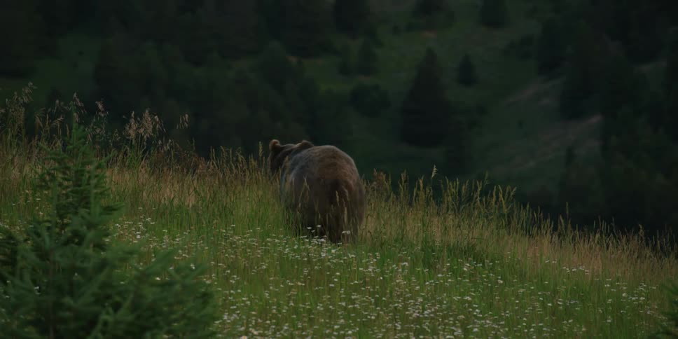 Grizzly bear walking outdoors on a slope covered in grass and flowers next to a forest during day