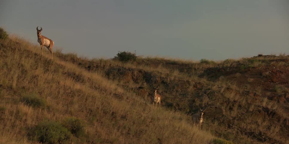 Pronghorn standing on a mountain meadow at sunset