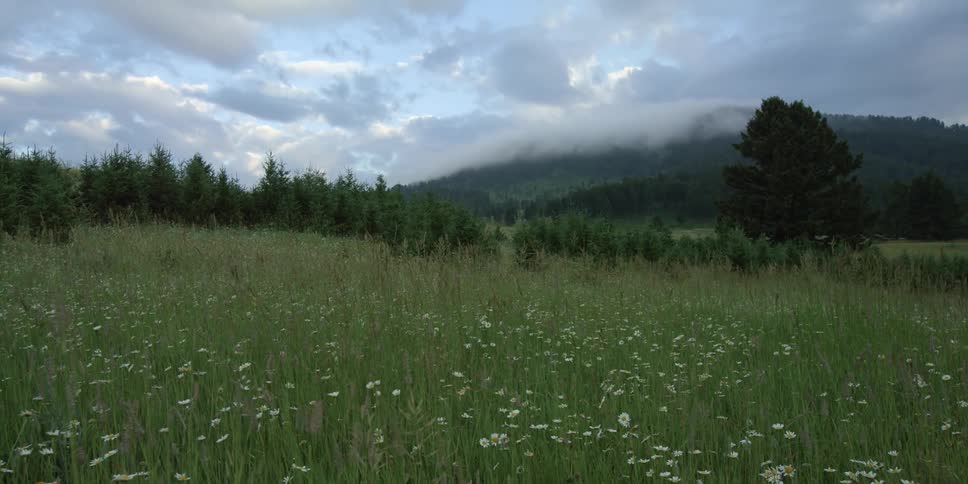 Grassland with flowers and trees at midday