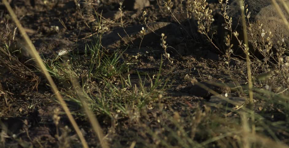 A bull snake slithers on ground