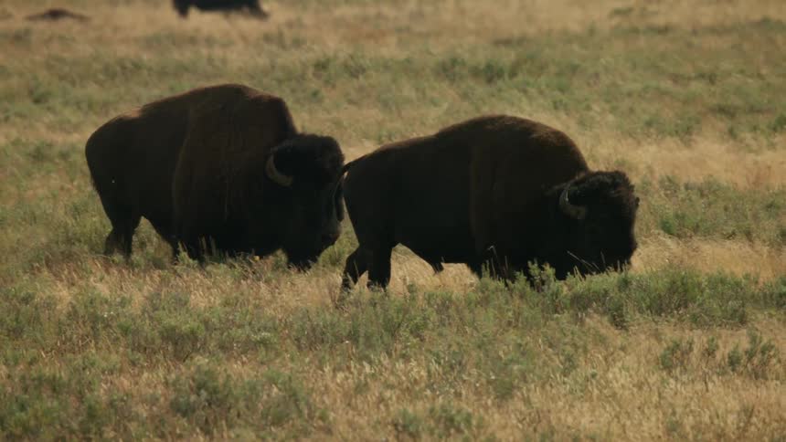Buffalo walk together in a field