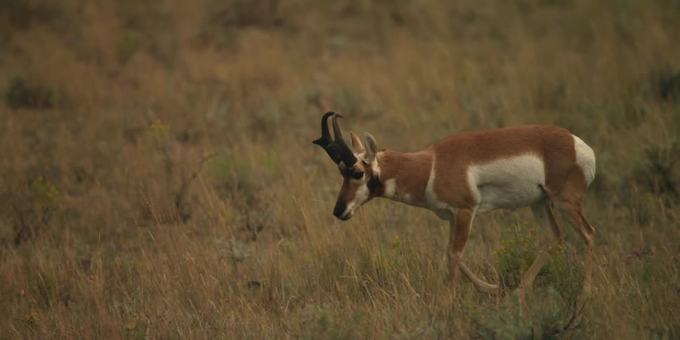 A pronghorn moving in a grassland at midday