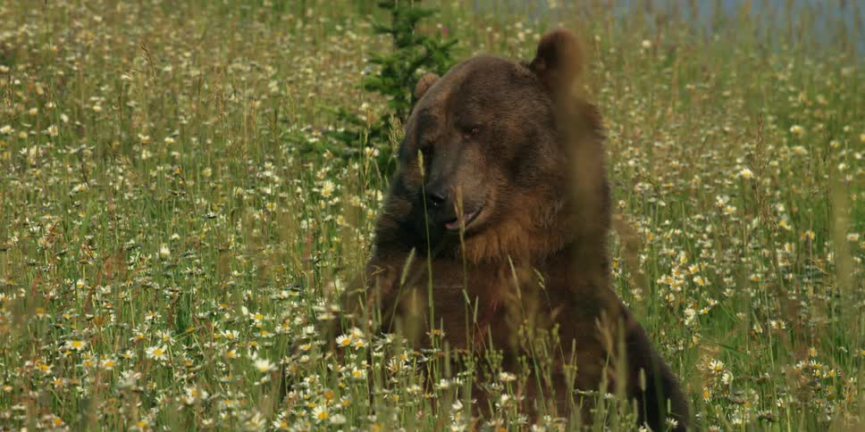 A grizzly bear frolicking in a field of flowers