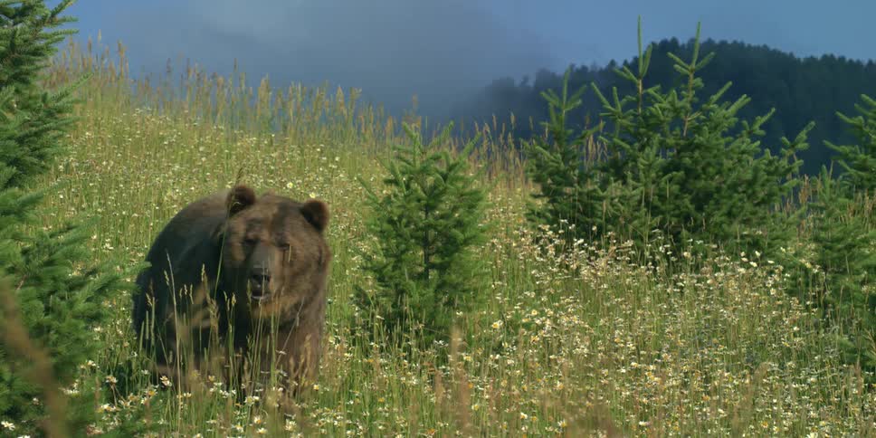 grizzly bear in a grassy field during a cloudy day